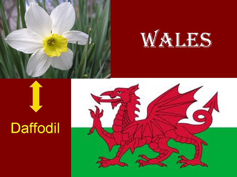 Wales Daffodil